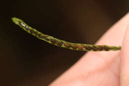 Image of toothed snailfern