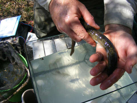 Image of Giant Long-finned Eel