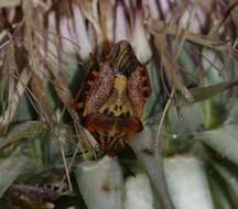 Image of <i>Carpocoris mediterraneus</i>