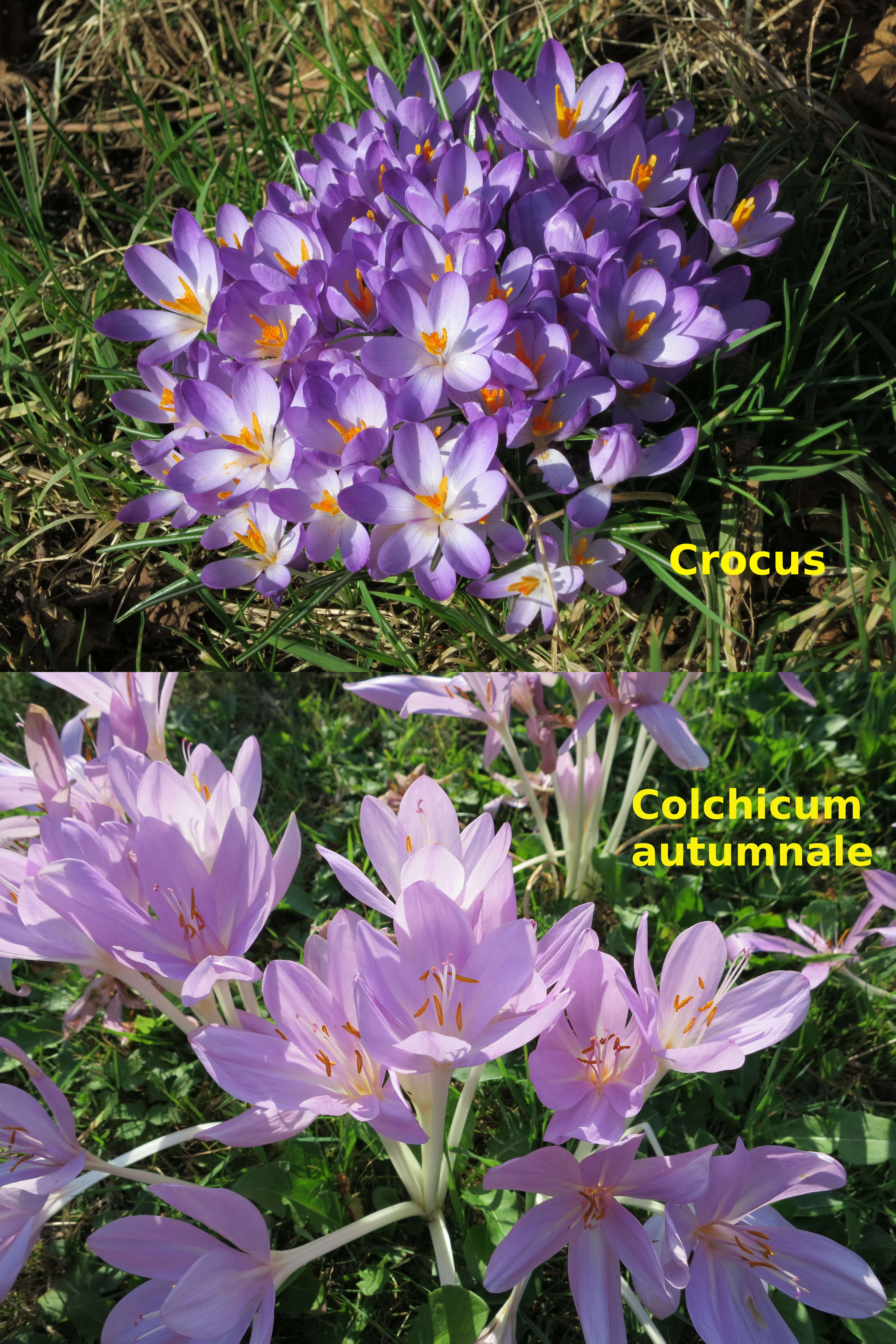 Image of Autumn crocus