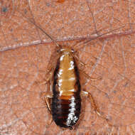 Image of Small Yellow Texas Cockroach