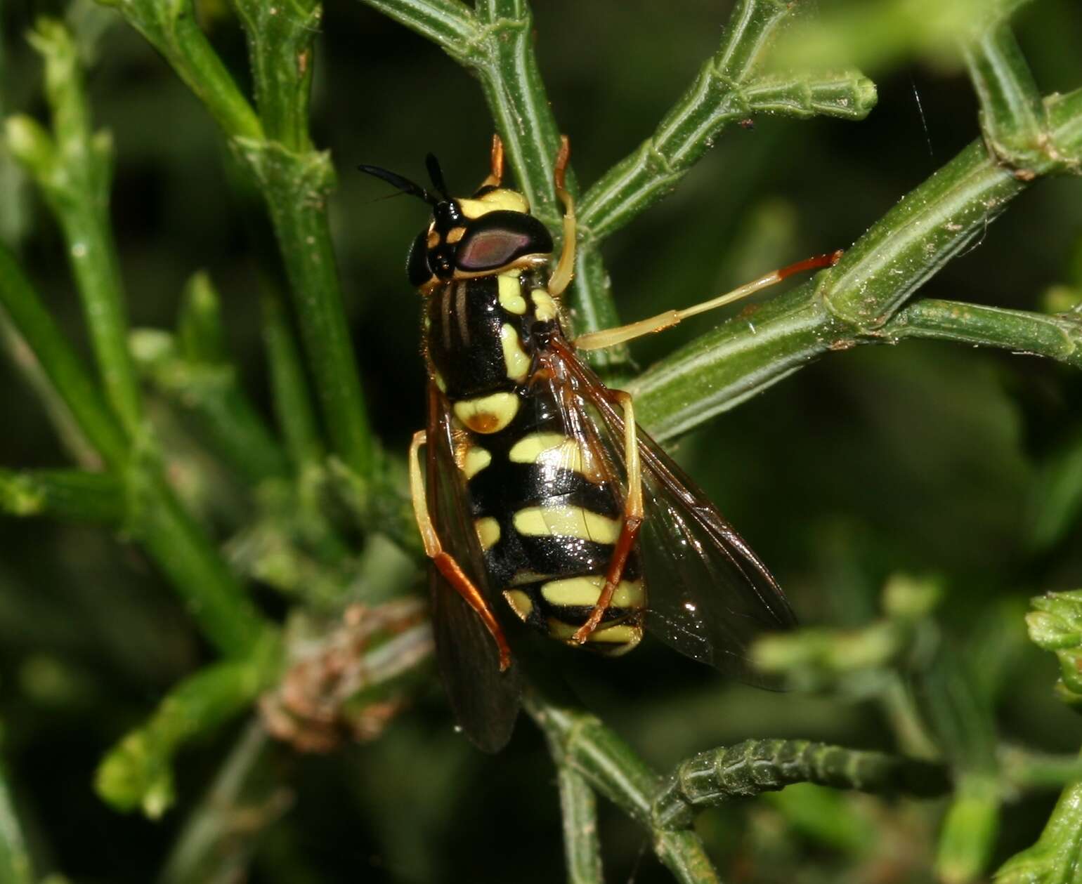 Image de Chrysotoxum