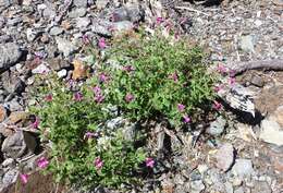 Image of Great Purple Monkey-Flower