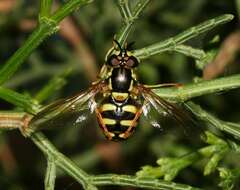 Image de Chrysotoxum