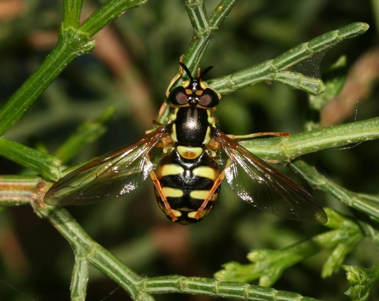 Image de Chrysotoxum