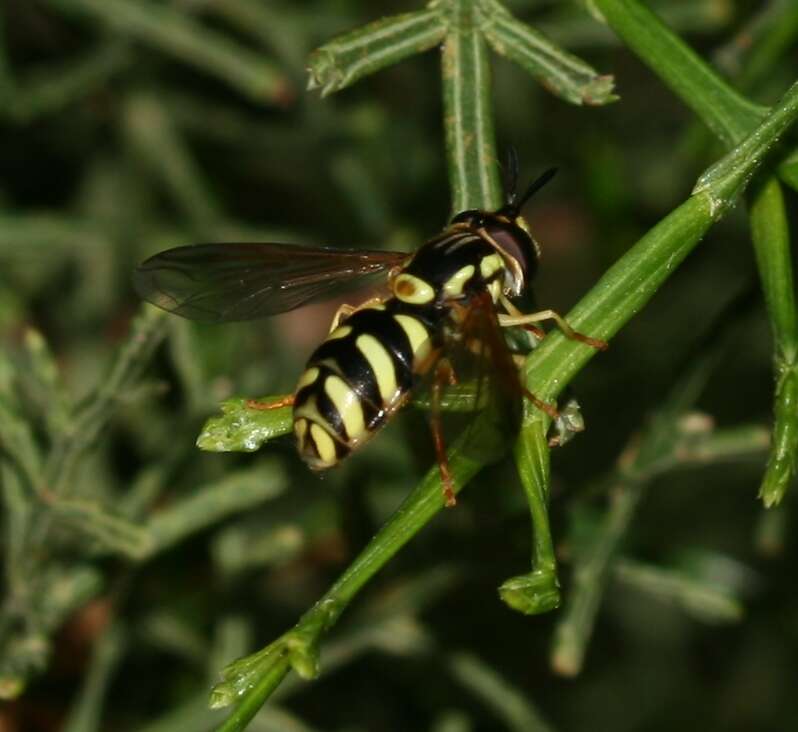 Image de Chrysotoxum