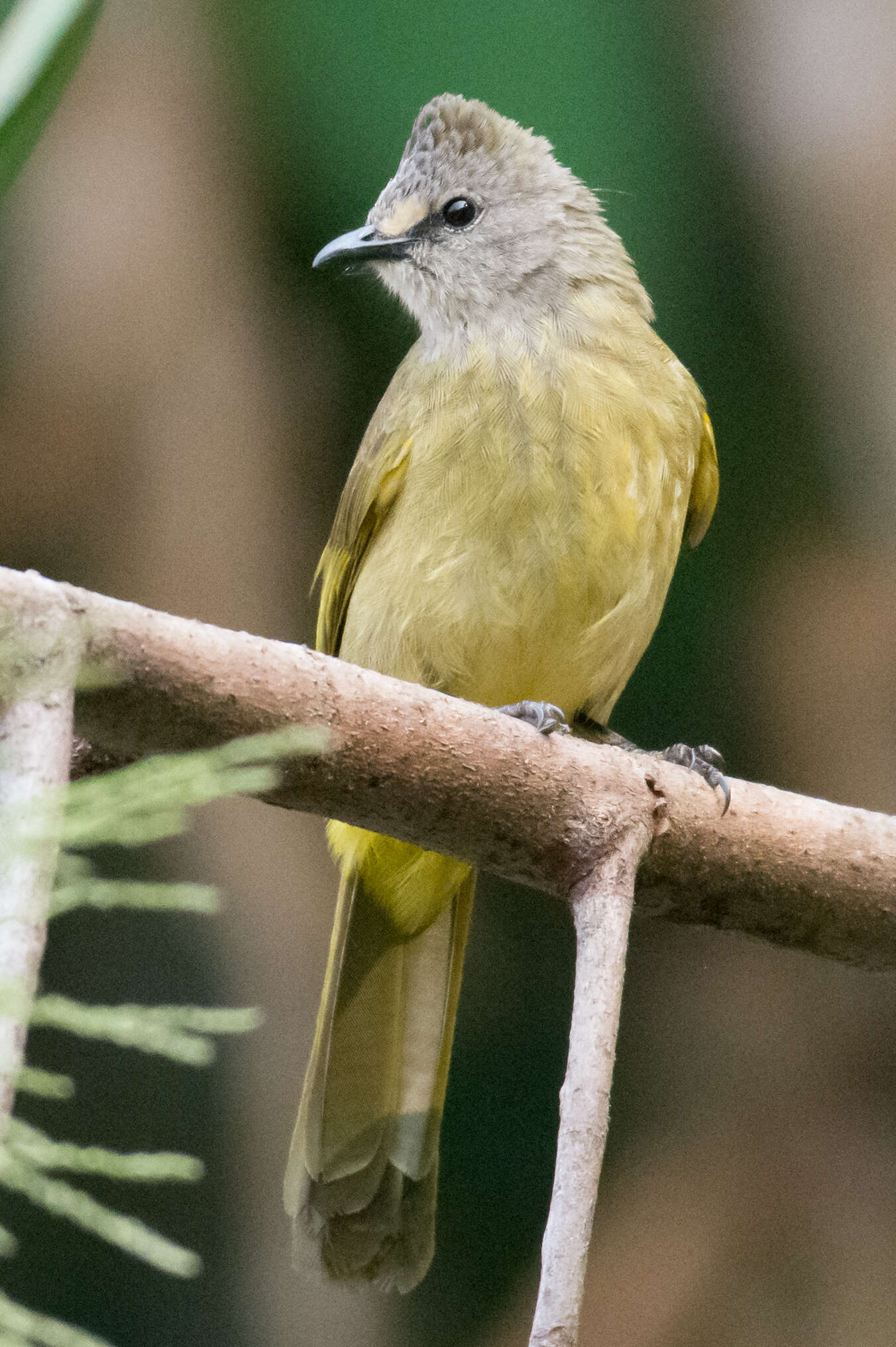 Image of Flavescent Bulbul