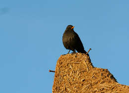 Turdus merula mauritanicus Hartert 1902 resmi