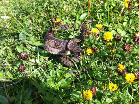 Image of Adder