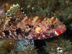 Image of Red-mouthed Goby