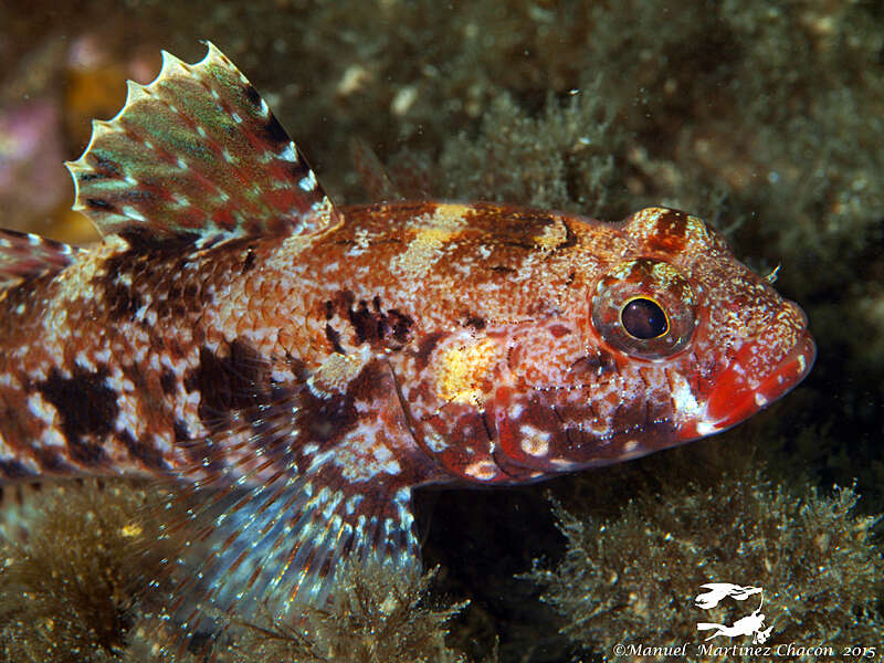 Sivun Gobius cruentatus Gmelin 1789 kuva