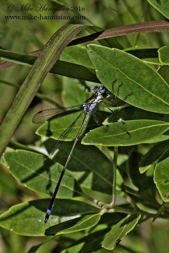 Image of Swamp Spreadwing