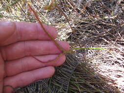 Imagem de Drosera binata Labill.