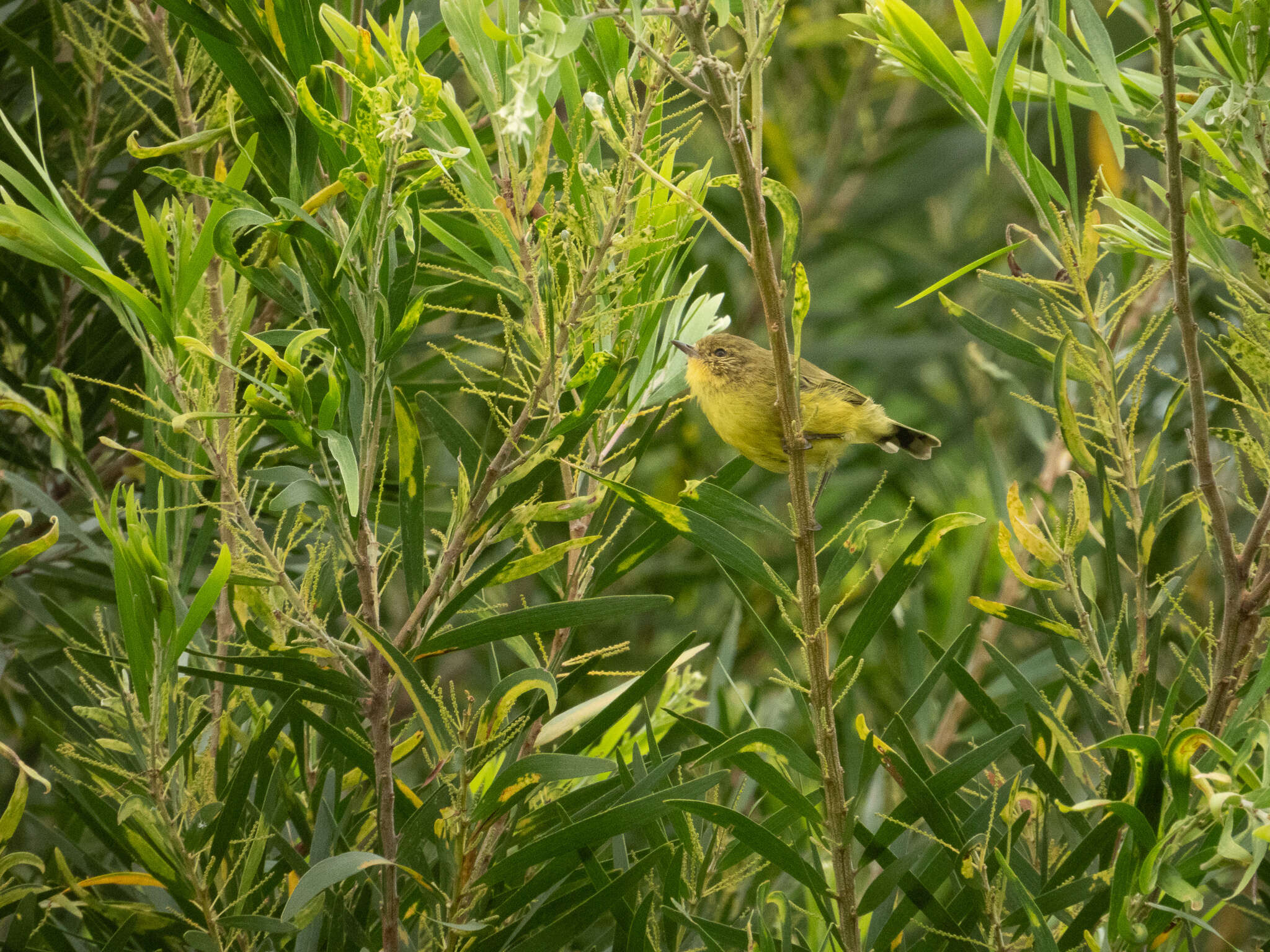 Image of Yellow Thornbill
