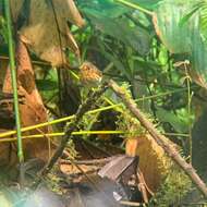 Image of Ochre-breasted Antpitta