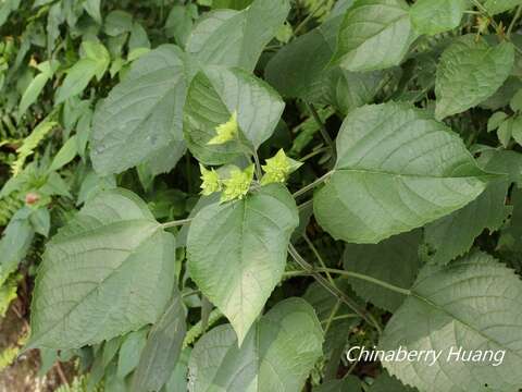 Imagem de Clerodendrum canescens Wall. ex Walp.