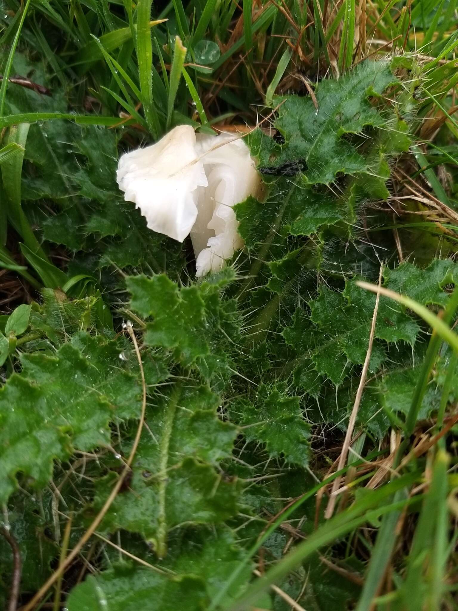 Image de Cuphophyllus fornicatus (Fr.) Lodge, Padamsee & Vizzini 2013