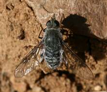 Image of Bee Fly
