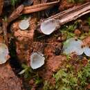 Plancia ëd Pezoloma ciliifera (P. Karst.) Korf 1971