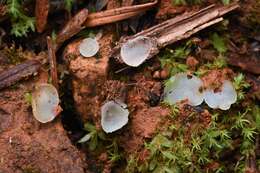 Image de Pezoloma ciliifera (P. Karst.) Korf 1971