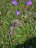 Image of Pincushion-flower