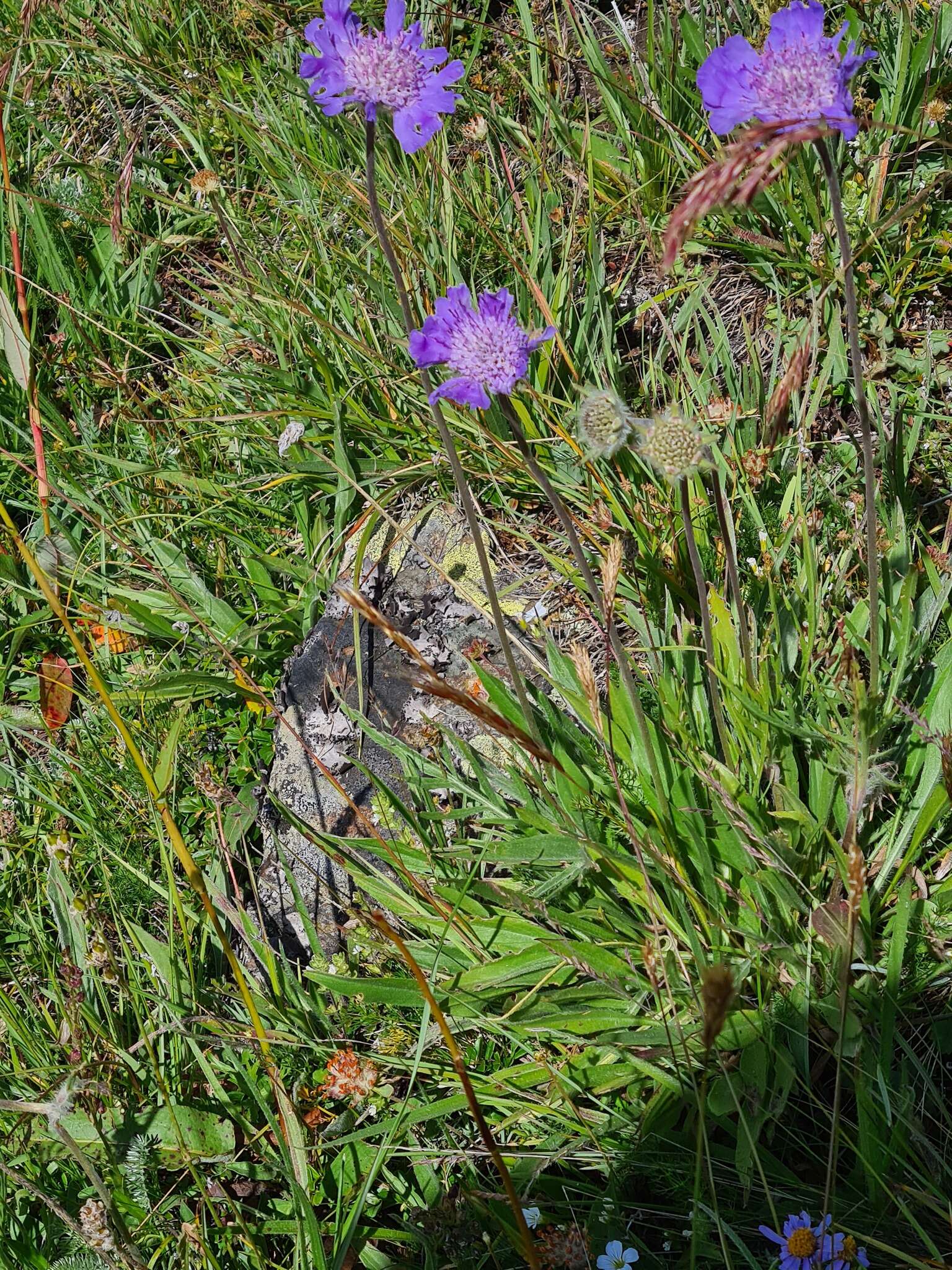 Image of Pincushion-flower