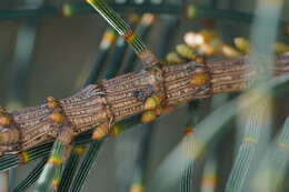 Image of Misophrice hispida Pascoe 1872