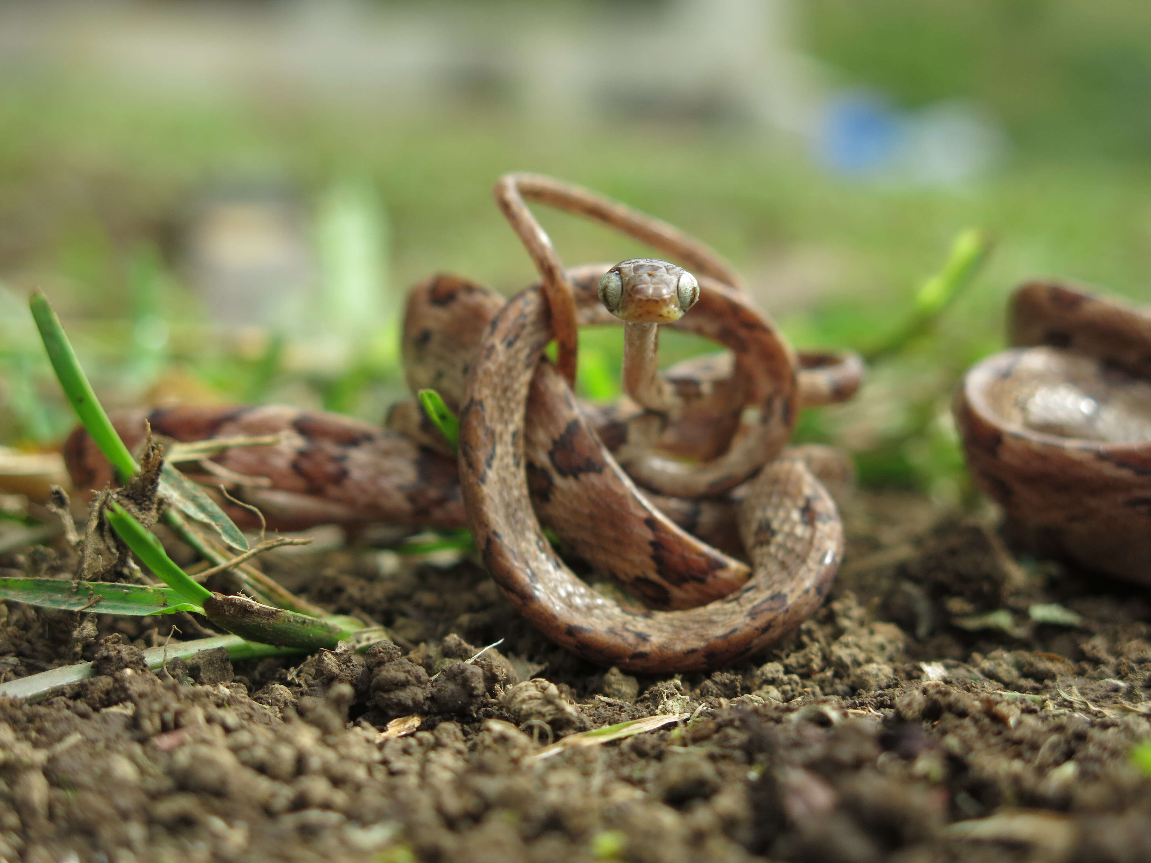 Image of Blunthead Tree Snake