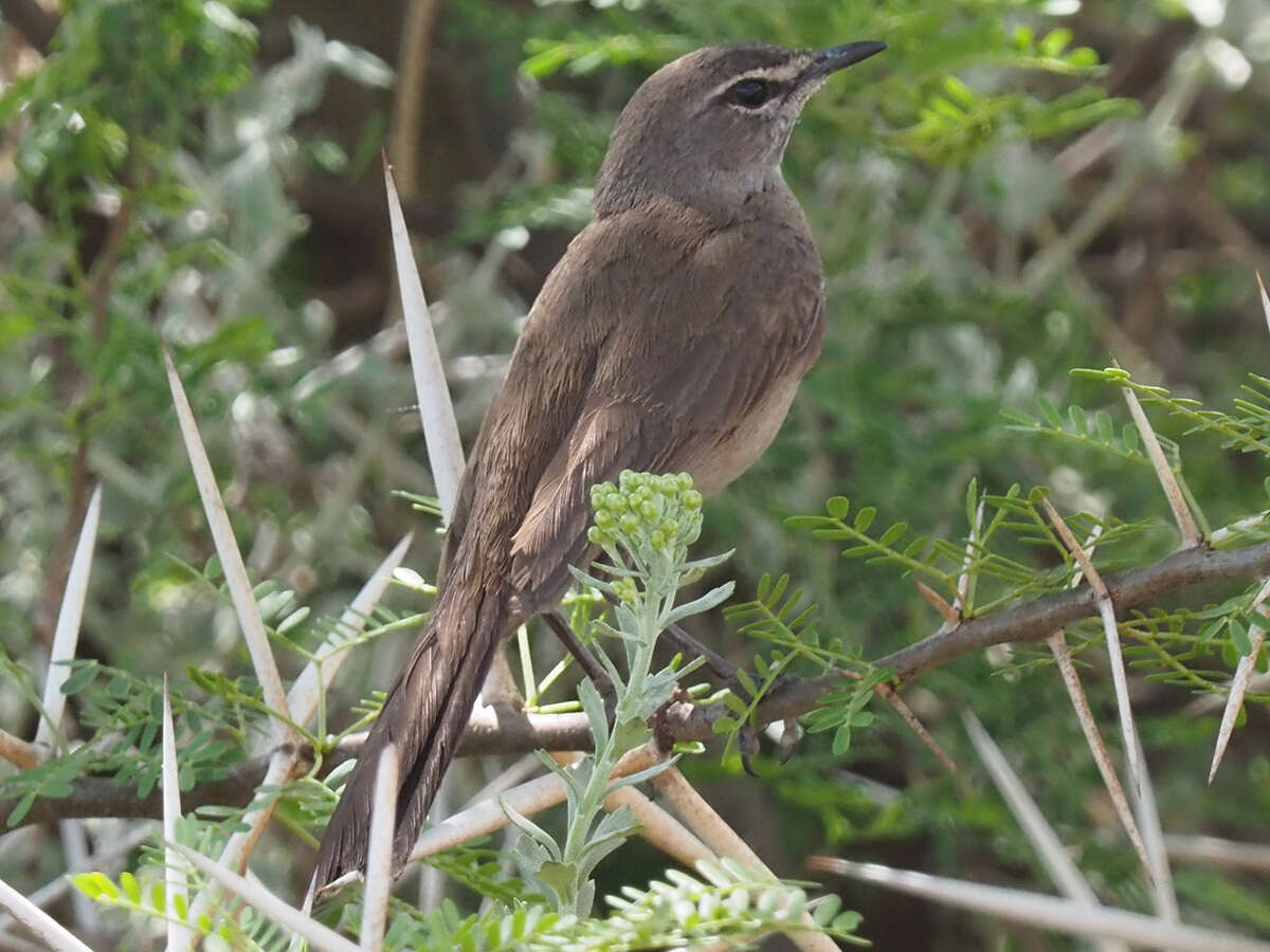 Image of Karoo Scrub Robin