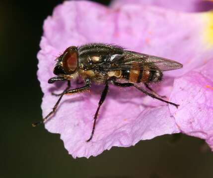 Stomorhina lunata (Fabricius 1805) resmi