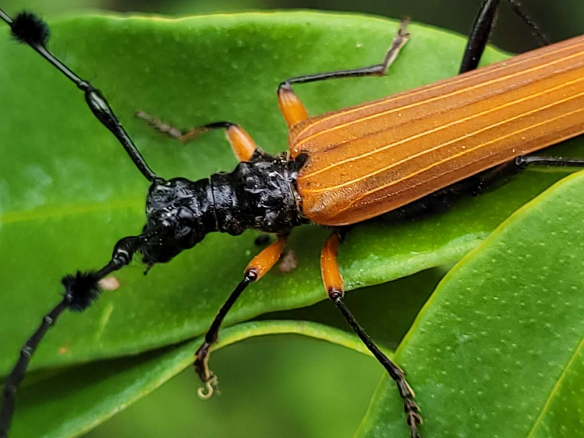 Image of Tritocosmia atricilla Newman 1850