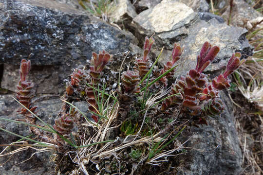 Image of Veronica spectabilis (Garn.-Jones) Garn.-Jones