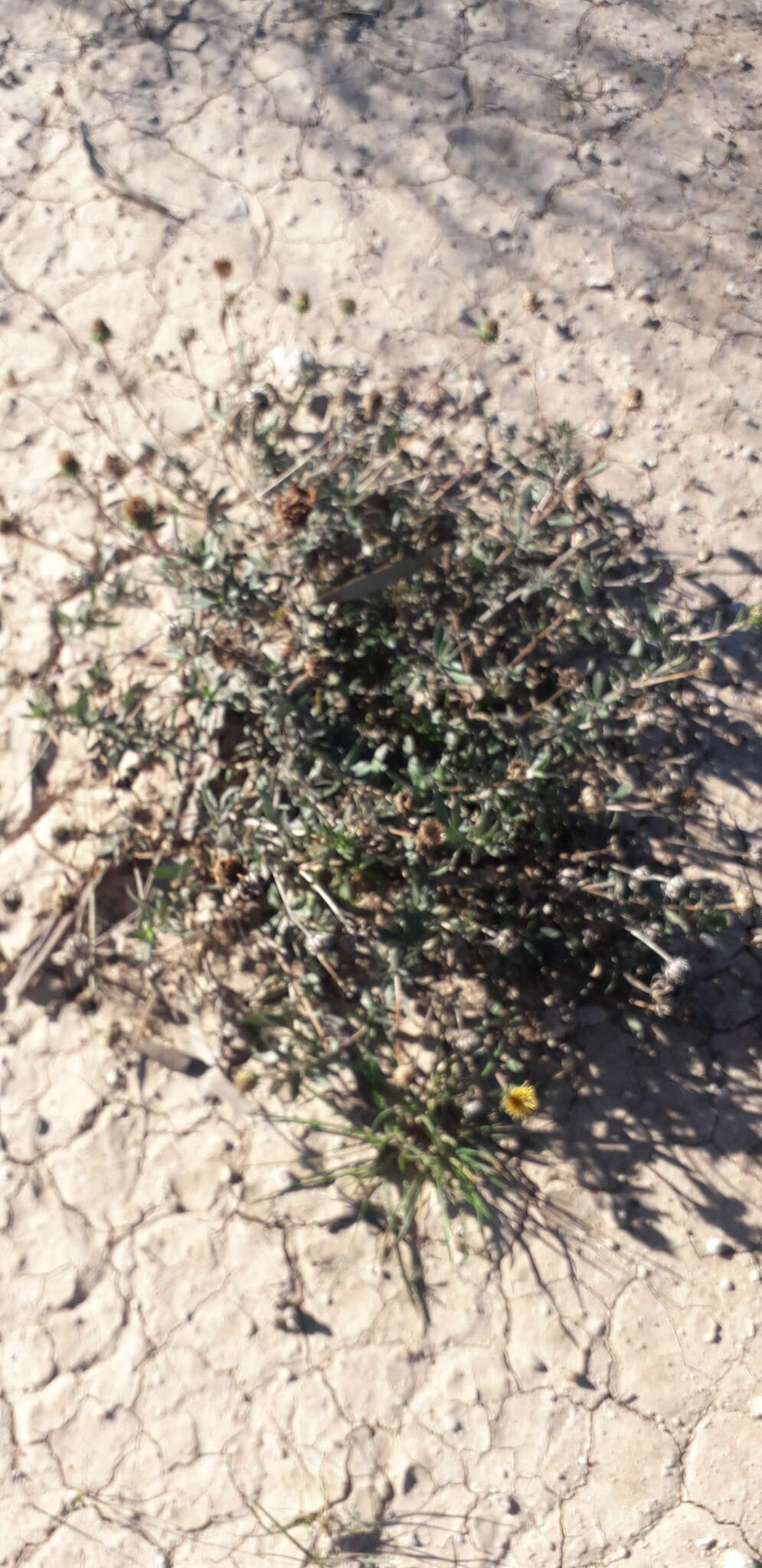 Image of Grindelia brachystephana Griseb.