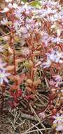 Image of Sedum caeruleum L.