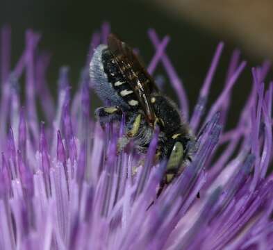 Image of Anthidium Fabricius 1804