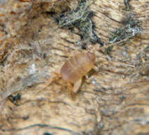 Image of Mann's Ant Cricket