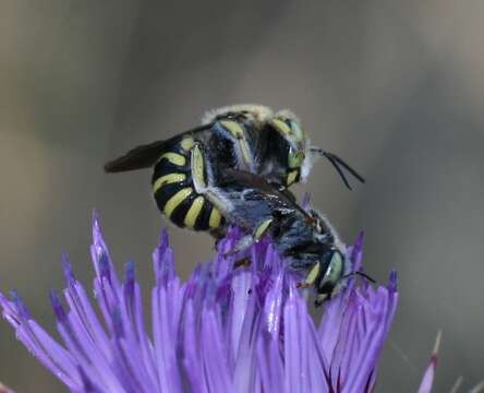 Image of Anthidium Fabricius 1804