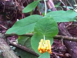 Image of Orange Honeysuckle