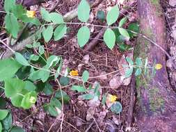 Image of Orange Honeysuckle