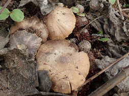 Imagem de Psathyrella pennata (Fr.) A. Pearson & Dennis 1948