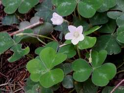 Image of redwood-sorrel