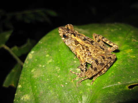 Image of Bourbon Toad