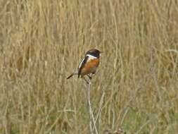 Image of European Stonechat