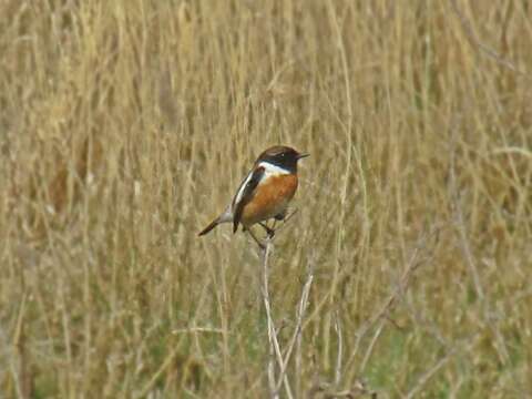 Image of European Stonechat