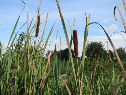 Image of broadleaf cattail