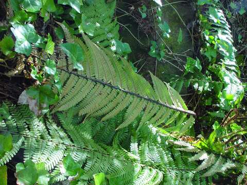 Image de Dryopteris borreri (Newm.) Oberholzer & Tavel