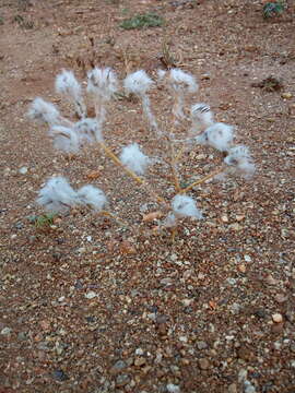 Image of silkcotton purslane