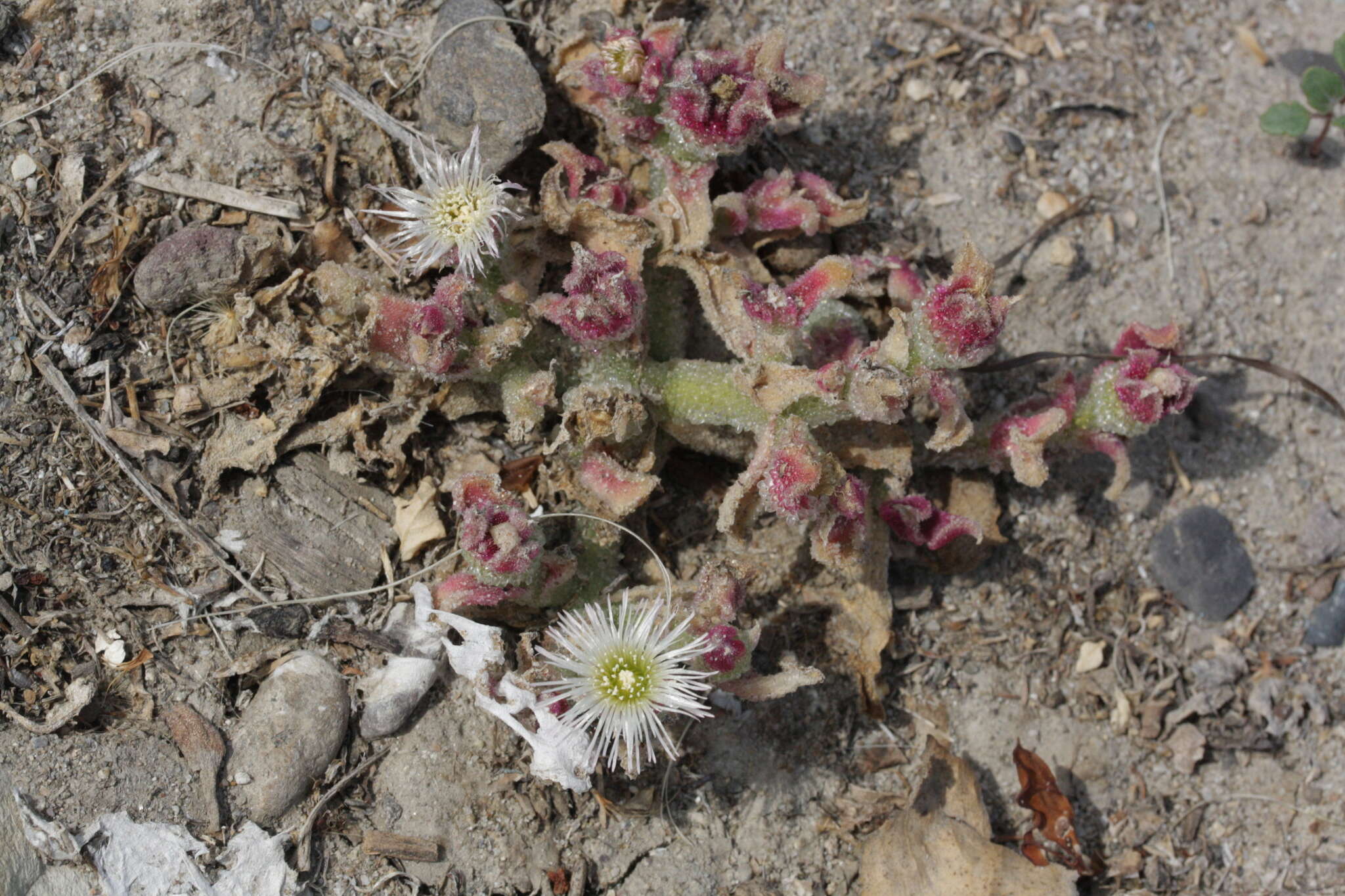 Image of common iceplant