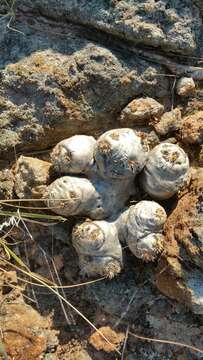 Image of Pachypodium brevicaule Baker