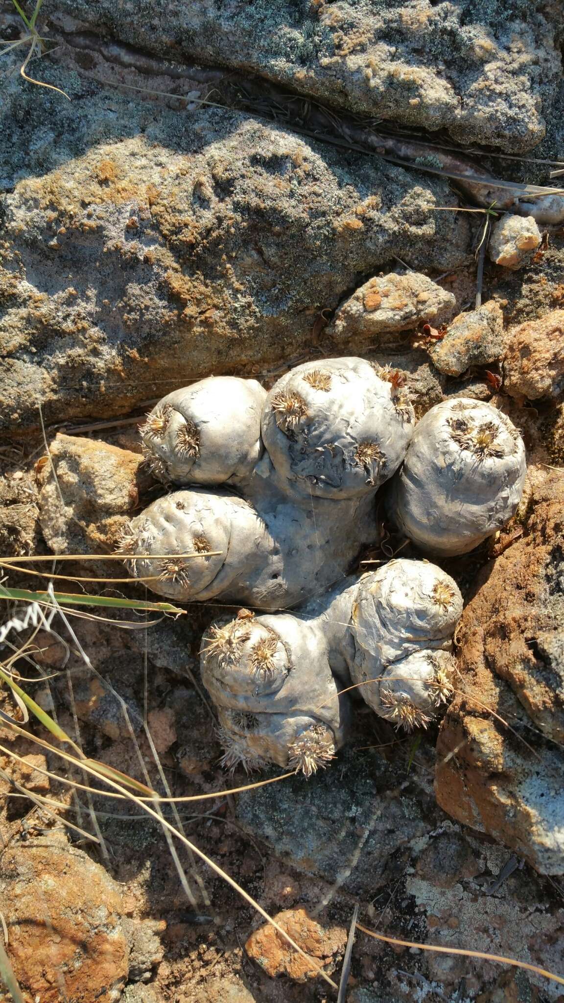 Image de Pachypodium brevicaule Baker